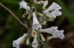 Arkansas beardtongue